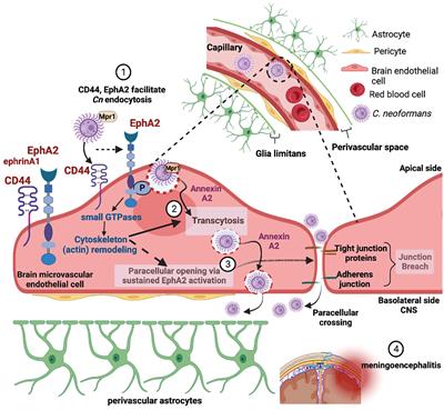 Macropinocytosis as a potential mechanism driving neurotropism of Cryptococcus neoformans